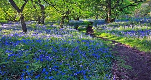 bluebells.jpg